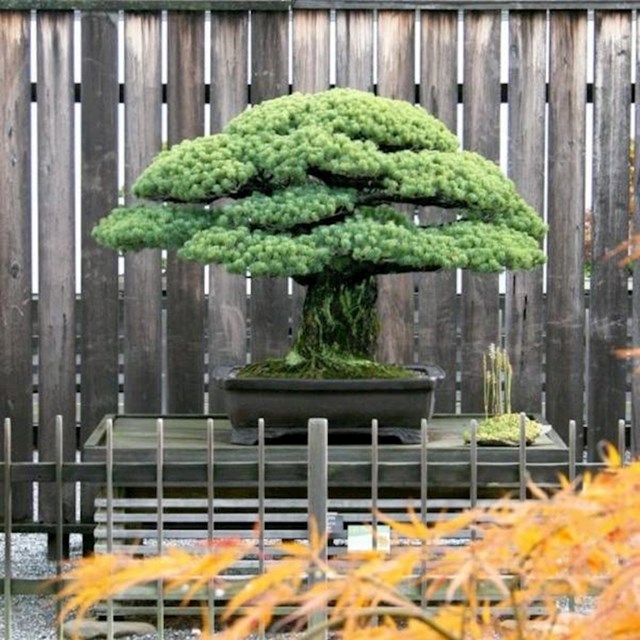 1625 godina staro Bonsai drvo