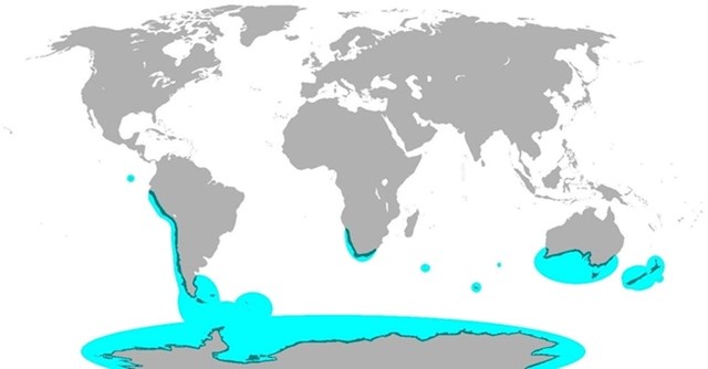 Globalna distribucija pingvina