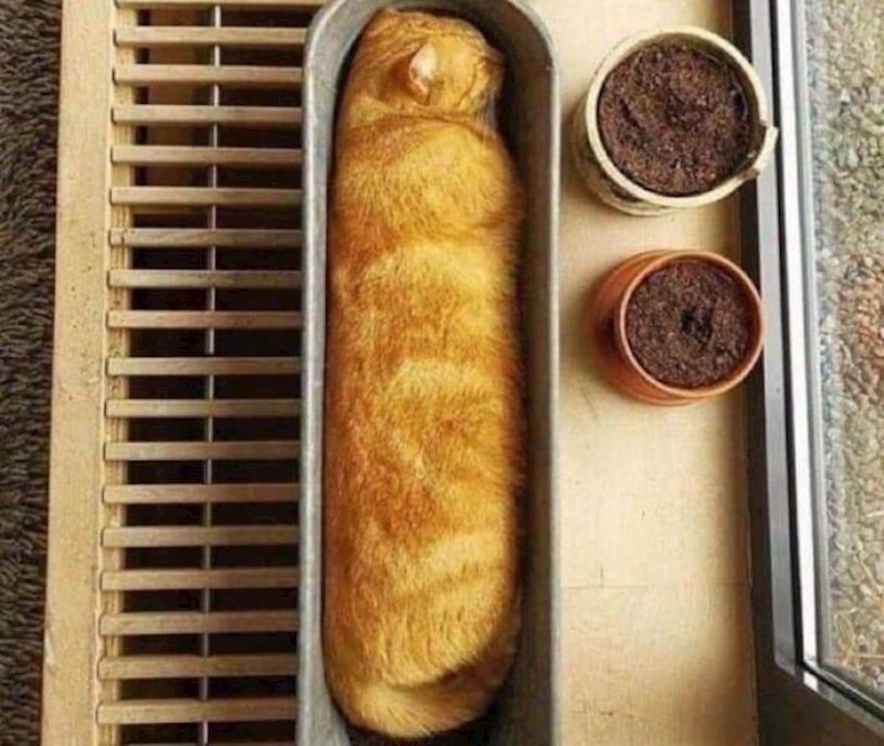 Domaći kruh od mačke