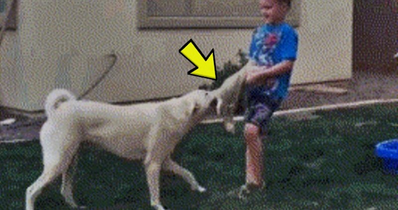Dječak je htio psu oteti igračku, no dogodilo se nešto što nije očekivao