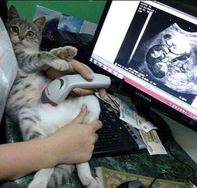 Na prvi pogled izgleda kao mačka na ultrazvuku, no zapravo je riječ o čitaču bar koda i montaži. :)