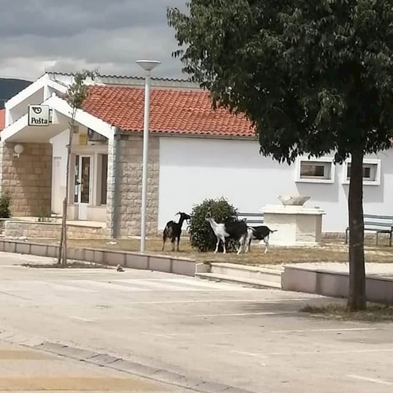 Ovim "vandalima" je grm bio zanimljiv...