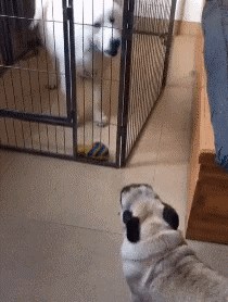 Što se dogodi kad se internetske svađalice vide uživo? Primjer s psima to odlično pokazuje