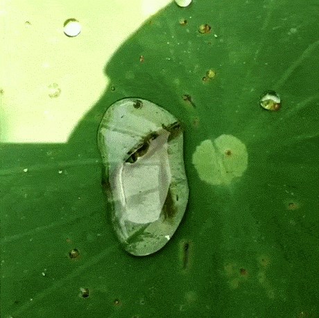 Ovaj mali majstor prilagodbe može se kretati i izvan vode, pogledajte njegov genijalni trik