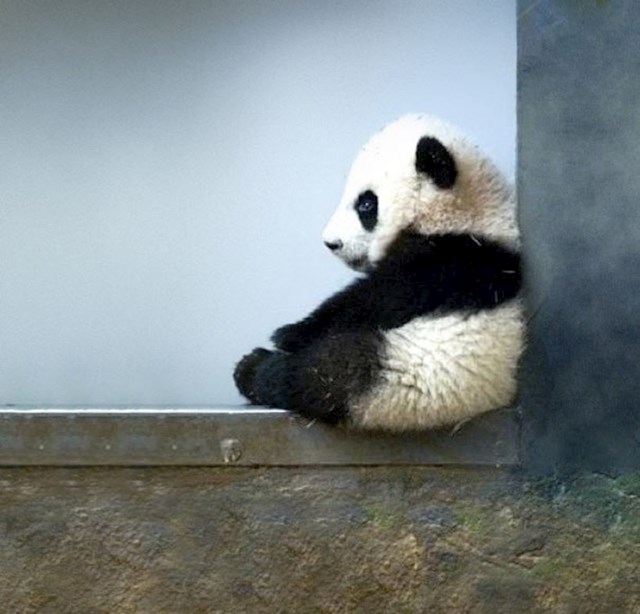 Smiješna bebica pande odmara