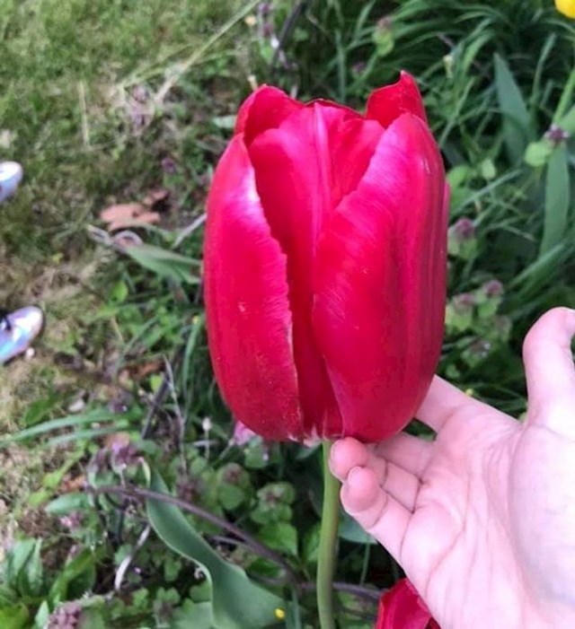 Tko bi rekao da tulipani mogu biti ovoliki?
