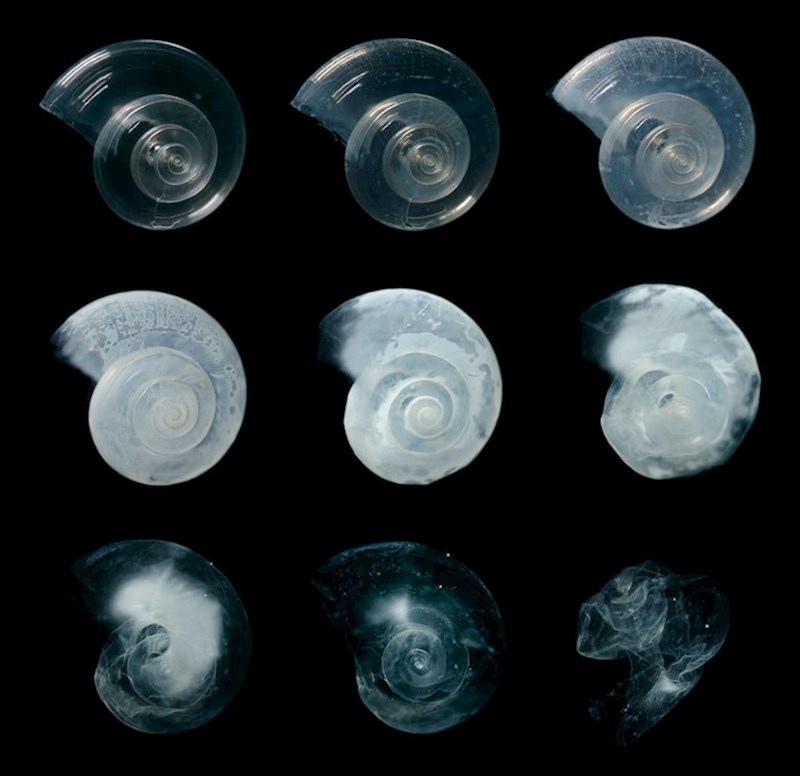 Kućica morskog leptira se razgradila u vodi.