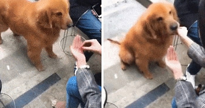 Pogledajte kako je reagirao pas kad je shvatio da ga vlasnica zafrkava