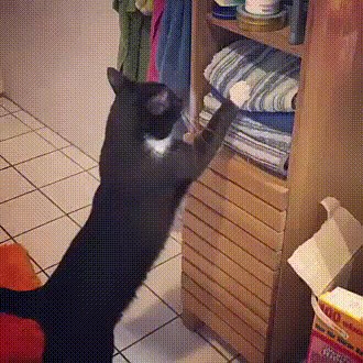 Mica maca je pronašla zanimljivo mjesto za odmor, znala je što mora učiniti kako bi došla do njega