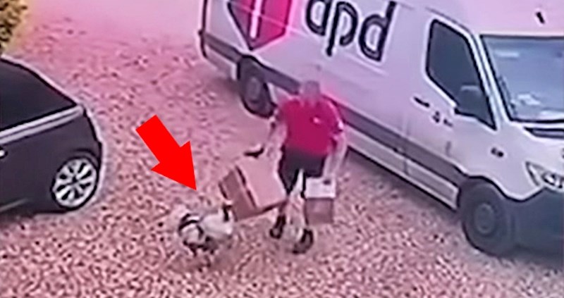 Kamera je snimila urnebesni trenutak kad je puran počeo maltretirati dostavljača