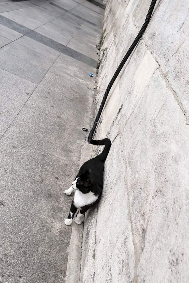 Jeste li ikad vidjeli mačku s dužim repom? 😉