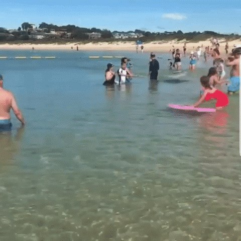 Kupači s plaže dobili su neočekivanog gosta koji je brzo pokazao svoje namjere