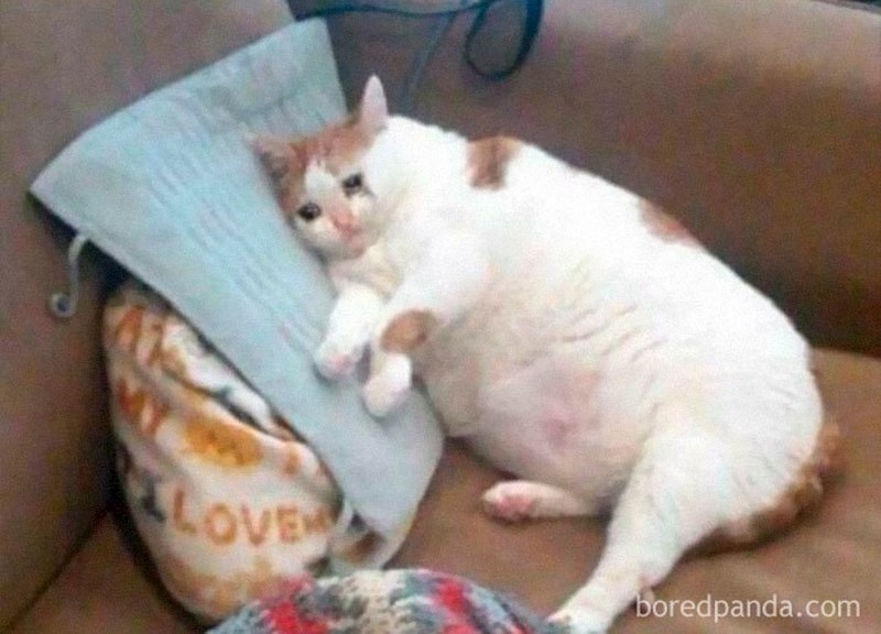 Ono kad kupiš zalihe hrane za 14 dana i pojedeš sve za 2 dana...