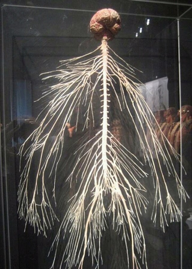 Ovako izgleda čovjekov živčani sustav.