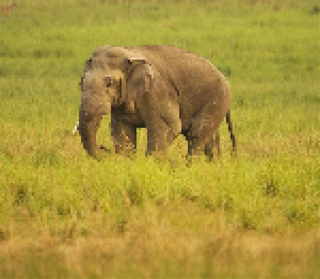 Indijski slon, preostalo: između 20 000 i 25 000
