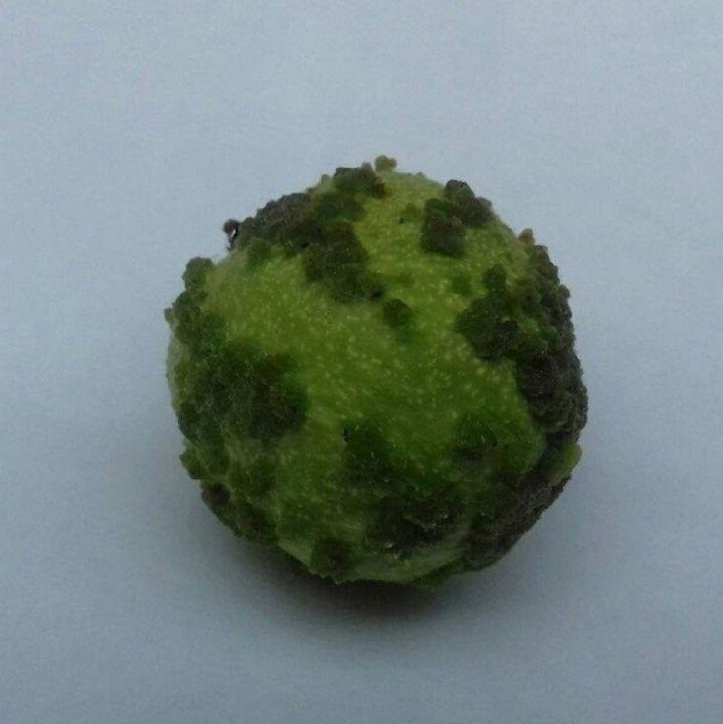 Orah u kori s mahovinom izgleda kao mali zeleni planet...