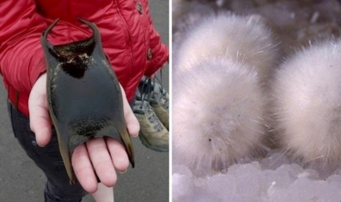 15 zanimljivih prizora koje uživo uspiju vidjeti samo rijetki sretnici
