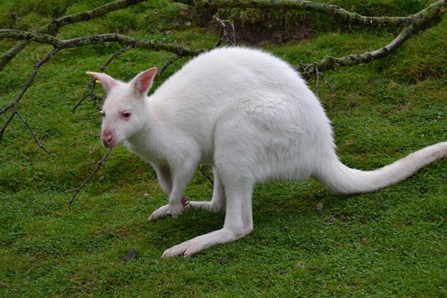 Jeste li ikad čuli za albino klokane? Ovako izgledaju.