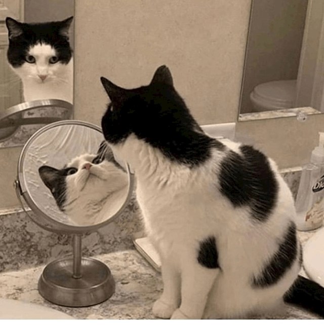 Mačka istovremeno gleda u dva ogledala?!