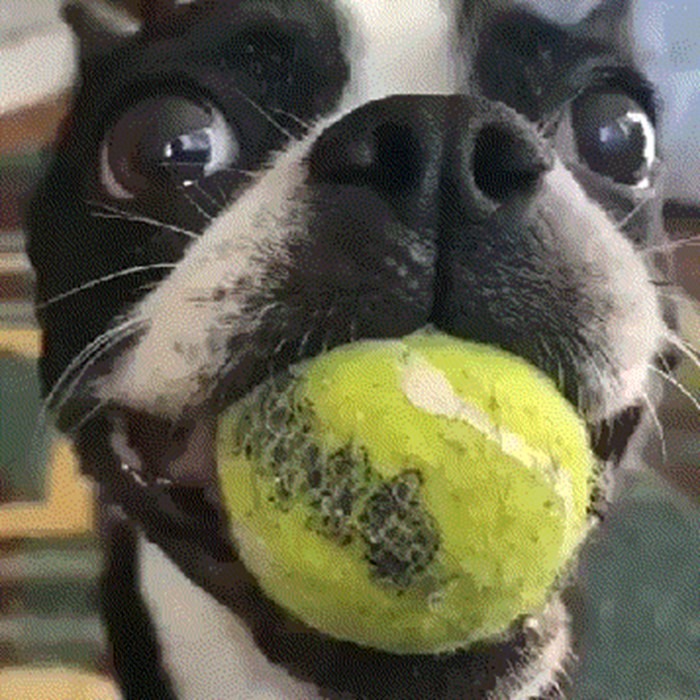 Slatko ćete se nasmijati kad vidite kako je ovaj pas čekao svoju omiljenu igračku da mu baci lopticu