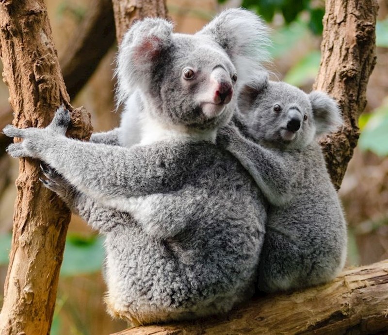 "Opet ovi susjedi rade dramu..."