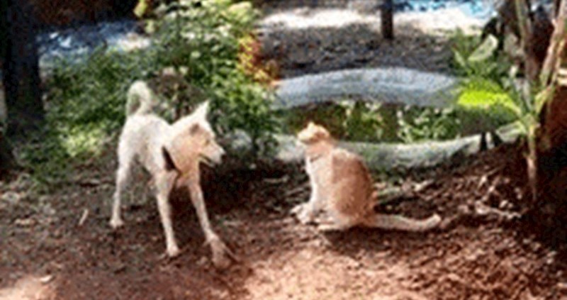 Pas je počeo provocirati mačku, nakon nespretnog poteza je shvatio da je malo pretjerao