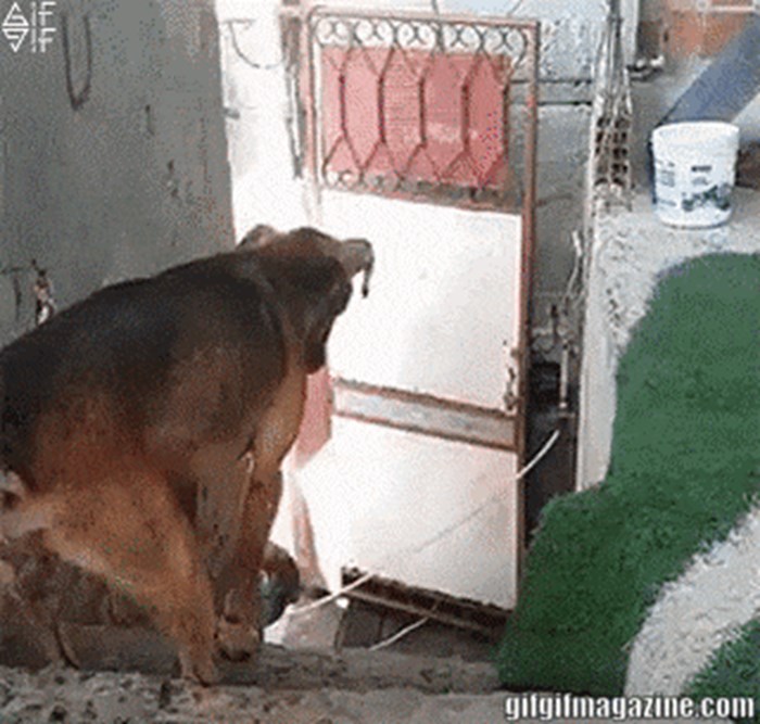 Pogledajte što najpristojniji pas na svijetu radi kad njegov vlasnik stigne kući