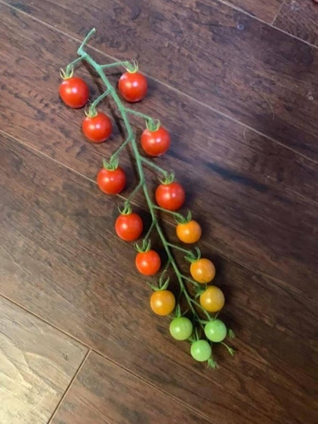 Savršen prijelaz boja na jednoj grančici s mini rajčicama