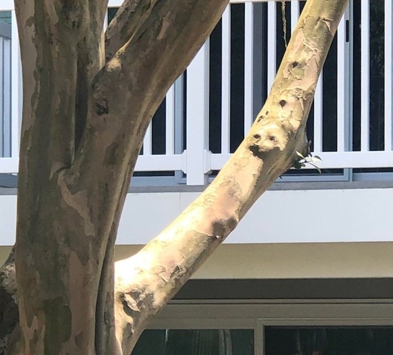 Vidite li lice psa na ovoj grani? 😄