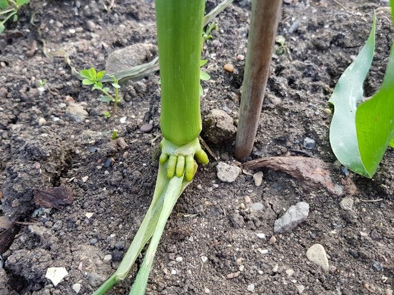 Ova biljka izgleda kao da na dnu ima prstiće.