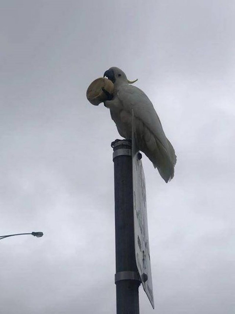 Ukrao je sebi pecivo...