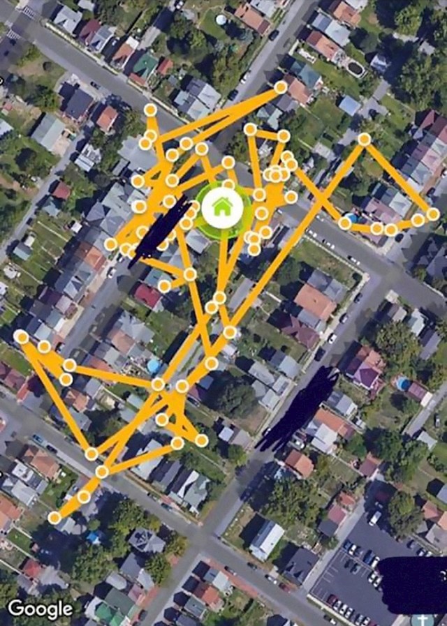 Nakon što su saznali što se događa s njihovim mačkom, Jordanovi vlasnici su nabavili GPS uređaj pomoću kojeg mogu pratiti njegovu lokaciju.