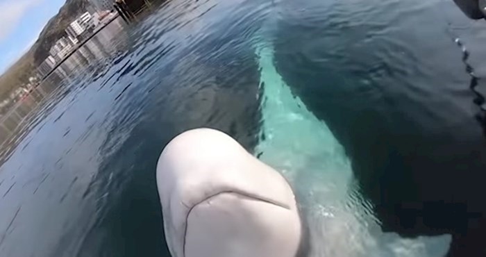 VIDEO Muškarac je snimao prekrasnog beluga kita, a onda se dogodilo nešto zanimljivo
