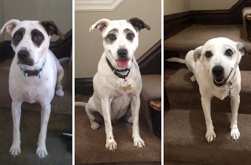 Crne šare oko očiju su mu s vremenom izblijedjele.