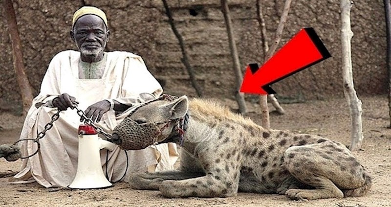 U ovom videu ćete vidjeti najstrašnije i najčudnije kućne ljubimce koje ljudi stvarno drže kod sebe