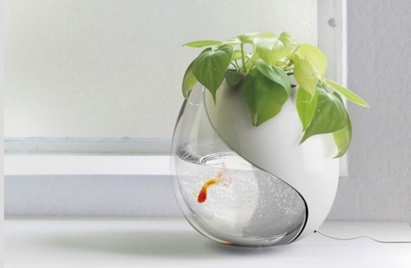 Postoje akvariji koji služe i kao lonac za cvijeće.