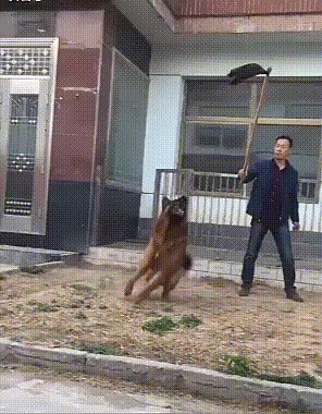 Pas nije mogao doći do krpe, nasmijat ćete se kad vidite kako je nadmudrio čovjeka