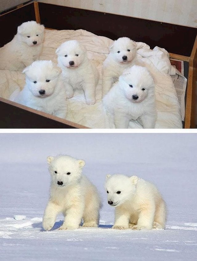 Mali samojedi izgledaju kao mali polarni medvjedići.