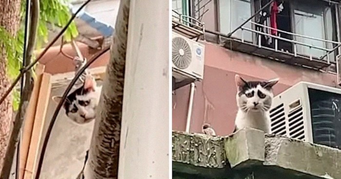 Internet ima novu zvijezdu: mačku koja zbog šara izgleda kao da je konstantno tužna