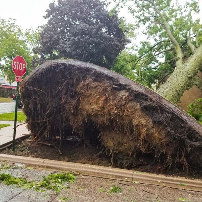 Jaka oluja je "podigla tepih" ispod stabla...