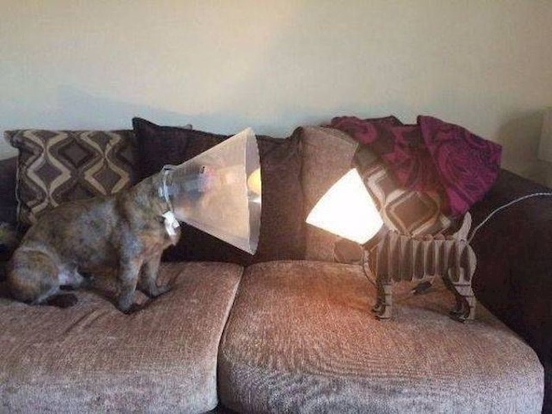 Što je ovdje lampa, a što pas?