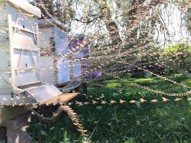 "Napravio sam time-lapse fotografiju pčela i košnica."