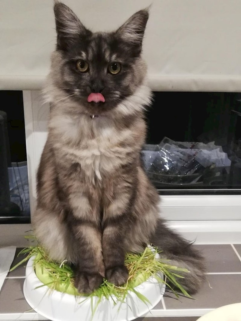 "Kupio sam svojoj mački travu. Nije bila pretjerano zahvalna."