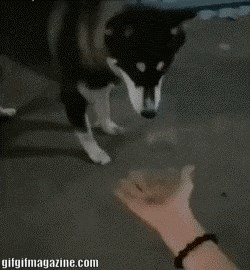 Vlasnica je svom haskiju pružila ruku, njegova reakcija će vas nasmijati do suza