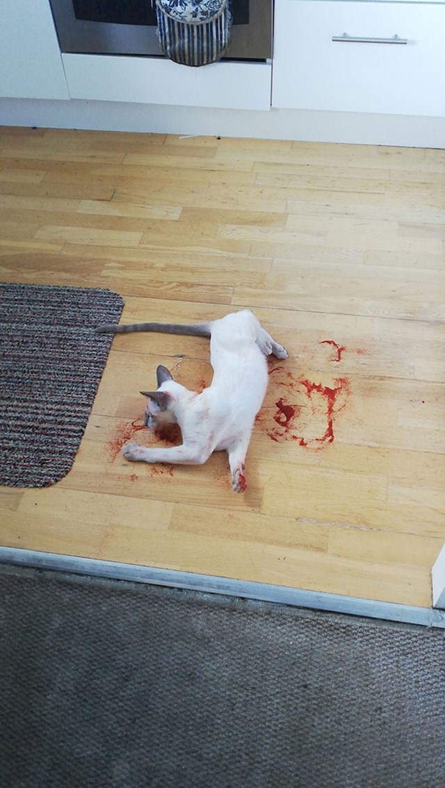 "Mačka mi se jutros igrala sa začinom. Mislio sam da krvari."