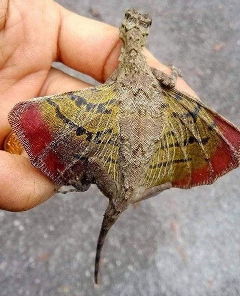 Tko kaže da zmajevi ne postoje?