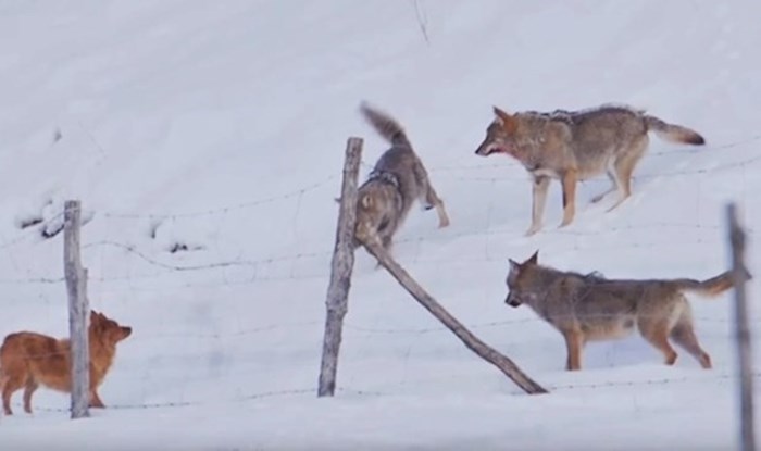 VIDEO Čopor vukova napao je psa, on ih je nadmudrio i spasio se u zadnji tren