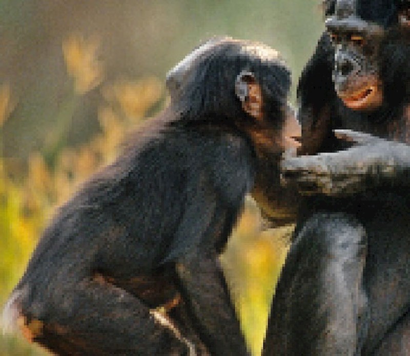Bonobo, preostalo: između 10 000 i 50 000