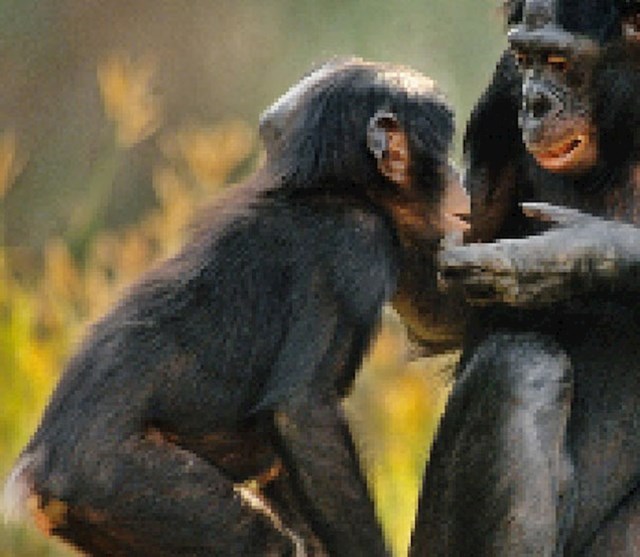 Bonobo, preostalo: između 10 000 i 50 000