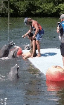 Išla se igrati s dupinima, no to nije završilo onako kako je očekivala. Svi su se odjednom počeli smijati...